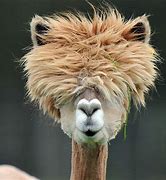 Image result for Alpaca Long Hair