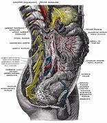 Image result for Prostatic Plexus