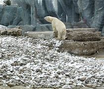 Image result for Arctic Tundra Habitat