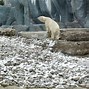 Image result for Arctic Tundra Habitat