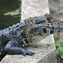 Image result for Melanosuchus