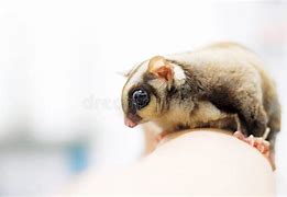 Image result for Adorable Sugar Glider