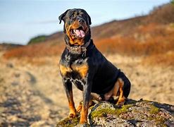 Image result for Most Expensive Dog