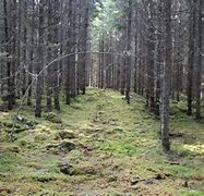 Image result for Sweden Forest