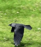 Image result for Crow Bird GIF