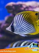 Image result for Zebra Butterfly Fish Saltwater