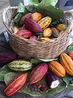 Image result for Cocoa Tree Grenada