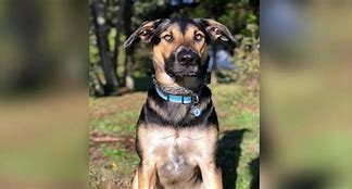 Image result for German Shepherd Mix with Labrador