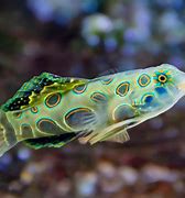 Image result for Spotted Mandarin Fish