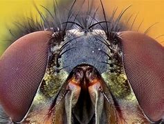 Image result for Fly Eyes