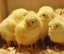 Image result for Poultry Chicken Farming in Kenya