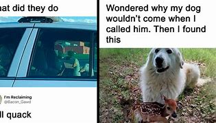 Image result for funny memes no text animals