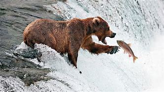 Image result for Black Bear Catch Fish