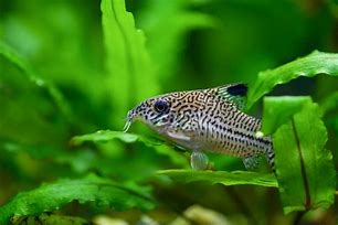 Image result for Zebra Cory Catfish