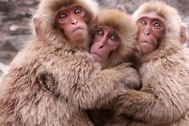 Image result for Macaque Cute