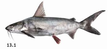 Image result for Ikan Jahan Kecik