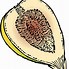 Image result for Fig Fruit Clip Art