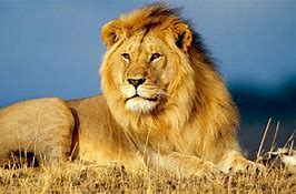 Image result for Pictures of African Male Lions