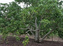 Image result for Avocado Tree in India