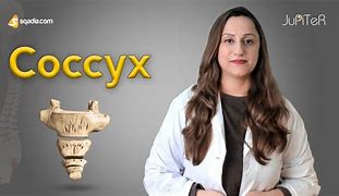 Image result for Coccyx