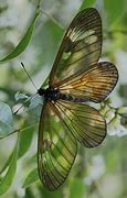 Image result for Asymmetrical Butterfly