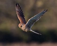 Image result for Kestrel Hunting