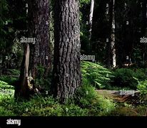 Image result for Sweden Forest