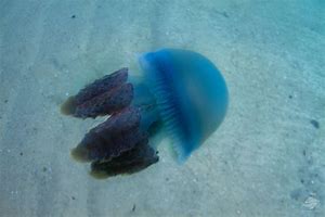 Image result for Jelly Blue Bubble