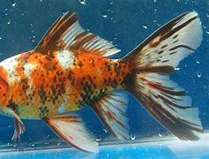 Image result for Shuba's Fish