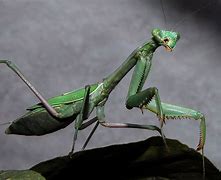 Image result for Praying Mantis Front View