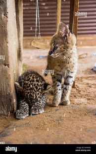 Image result for Serval Cat Africa