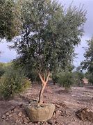 Image result for Olive Tree Marzilla