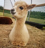 Image result for Cute Fluffy Baby Alpacas