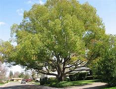 Image result for Cinnamon Camphor Tree