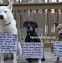 Image result for Giddy Dog Breeds