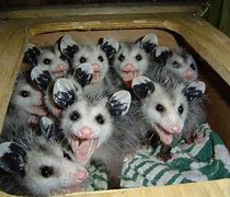 Image result for Possum Babies