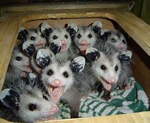 Image result for Cool Possum