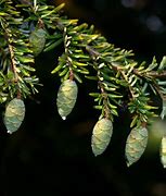 Image result for Hemlock Seed Heads