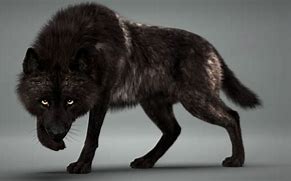 Image result for Black Fur Wolf Dog