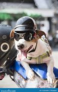 Image result for dog motorcycle helmet safety