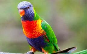 Image result for Burung Nuri Merah