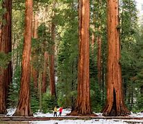 Image result for Sequoia National Park Views