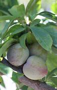 Image result for Elephant Heart Plum