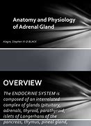 Image result for Adrenal Physiology