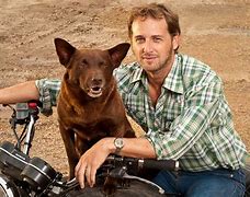 Image result for Red Dog Aus