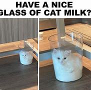 Image result for Milk Face Cat Meme