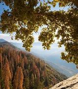 Image result for Sequoia National Park Road Trip