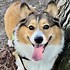 Image result for Adorable Corgi