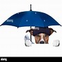 Image result for Dog Umbrella Hat