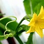 Image result for Cucumber Plant